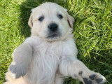 À vendre : des chiots Golden Retrievers sable