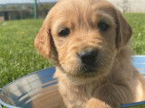 À vendre : des chiots Golden Retrievers sable