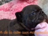 Chiot mâle Bouledogue Français LOF disponible à la vente