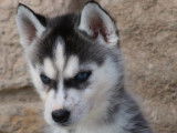 À réserver : des chiots Huskies LOF
