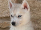 À réserver : des chiots Huskies LOF