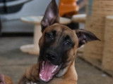 Roki, chiot croisé Malinois à adopter