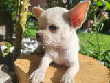 Chiots de race Chi-Chi à vendre (2 femelles)