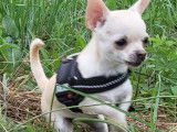 Chiots de race Chi-Chi à vendre (2 femelles)