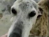 Chienne Galgo de 7 ans à donner