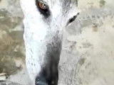 Chienne Galgo de 7 ans à donner