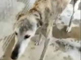 Chienne Galgo de 7 ans à donner