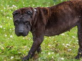 Chienne Sharpei bringée de 8 ans à donner