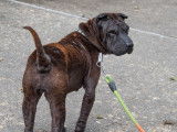 Chienne Sharpei bringée de 8 ans à donner