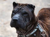 Chienne Sharpei bringée de 8 ans à donner