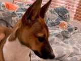 Chiot mâle de 4 mois à donner