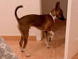 Chiot mâle de 4 mois à donner