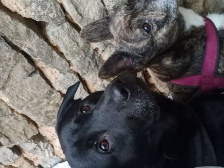 Un Labrador et un chien de type Bouledogue à donner