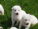 Chiots Berger Blanc Suisse de pure race à vendre