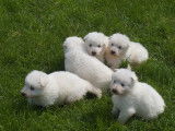 Chiots Berger Blanc Suisse de pure race à vendre