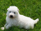 Chiots Berger Blanc Suisse de pure race à vendre