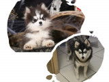 Chiots micro Pomsky à vendre