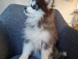 Chiots micro Pomsky à vendre
