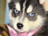 Chiots micro Pomsky à vendre