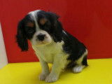 Chiots de type Cavalier King Charles Spaniel à vendre (4 femelles & 2 mâles)
