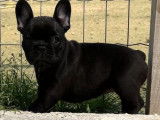 À réserver : un chiot femelle Bouledogue Français LOF
