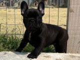 À réserver : un chiot femelle Bouledogue Français LOF