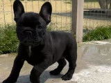 À réserver : un chiot femelle Bouledogue Français LOF