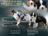 Deux chiots mâles Bergers Américains Miniatures LOF, d’avril 2023, à réserver
