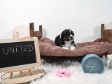 Deux chiots mâles Bergers Américains Miniatures LOF, d’avril 2023, à réserver