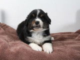 Deux chiots mâles Bergers Américains Miniatures LOF, d’avril 2023, à réserver