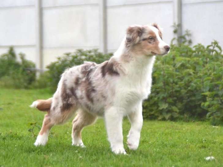 Jeune mâle Berger Australien LOF à vendre