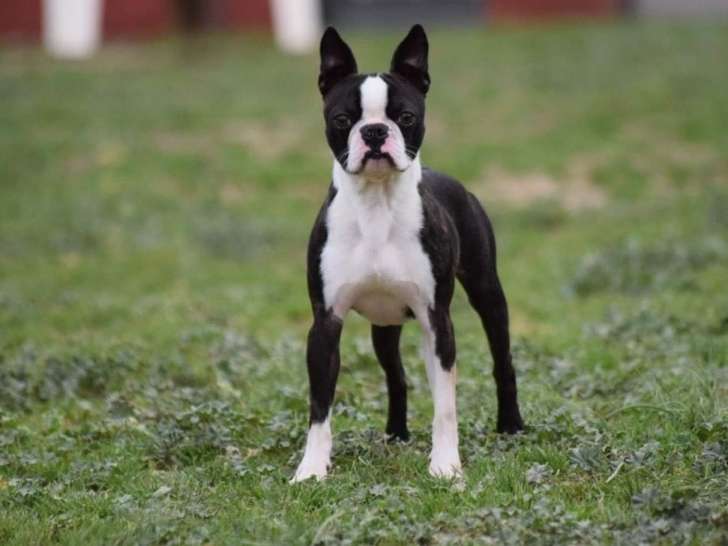À vendre : un chien Boston Terrier LOF