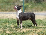 À vendre : un chien Boston Terrier LOF
