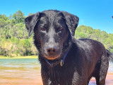Mâle Beauceron disponible pour saillie