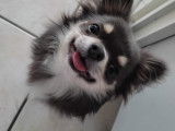 Tao, Chihuahua LOF de 1 an disponible pour saillie
