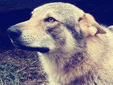 Chien adulte de race Chien Loup Tch&eacute;coslovaque M&acirc;le &agrave; vendre