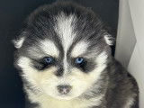 Magnifiques Pomskies de qualité à vendre