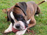 Mâle Boxer LOF disponible pour saillie en Normandie