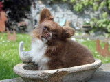 winny tout petit coeur superbe type