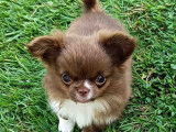 Superbe chiot mâle Cchihuahua de petit gabarit à vendre
