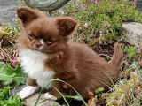 Superbe chiot mâle Cchihuahua de petit gabarit à vendre
