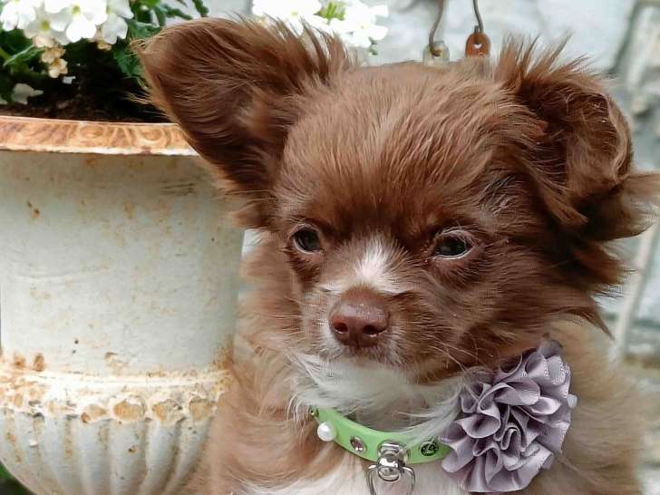 Chiot Chihuahua mâle chocolat et blanc à vendre