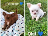 Chiots Chihuahua à poil long à vendre
