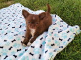 Chiots Chihuahua à poil long à vendre