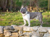 Bouledogue Français exotique disponible pour saillie