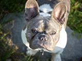 Bouledogue Français exotique disponible pour saillie