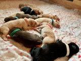 Chiots Labrador &agrave; vendre
