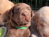 Chiots Labrador &agrave; vendre