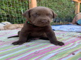 Chiots Labrador &agrave; vendre