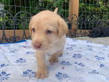Chiots Labrador &agrave; vendre